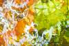 Midsummer's Dream_